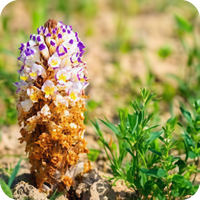 Cistanche Deserticola Extract