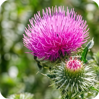 Milk Thistle (as Silactive™ with 80% Sylimarin)