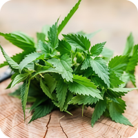 Nettle Root Extract