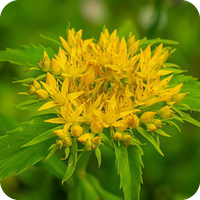 Rhodiola Rosea Extract